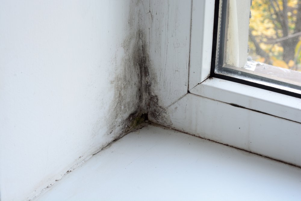 Plíseň u okna ukazuje na vysokou vlhkost v domě